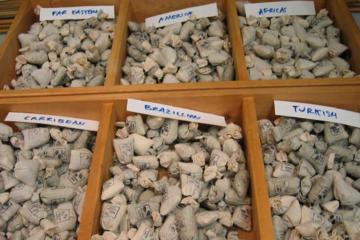 bean around the world