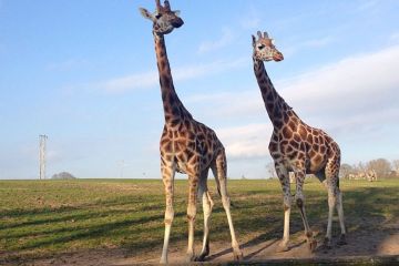 Fota Wildlife Park Treasure Hunt
