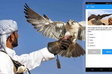 falconers in uae team building activity