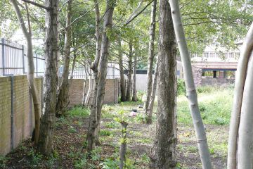 tree mend us charity team building activity