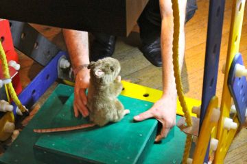 collaborative team work exercise